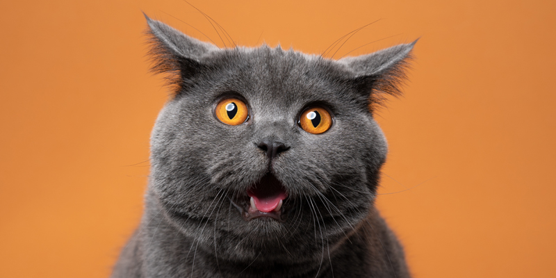 Come allontanare i gatti: soluzioni sicure per gli amici pelosetti