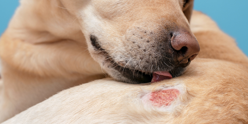 Dermatite cane: cause e come curarla