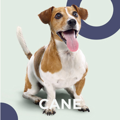 Bottone Cane