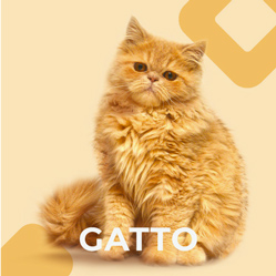 Bottone Gatto