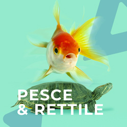 Bottone Pesce e Rettile