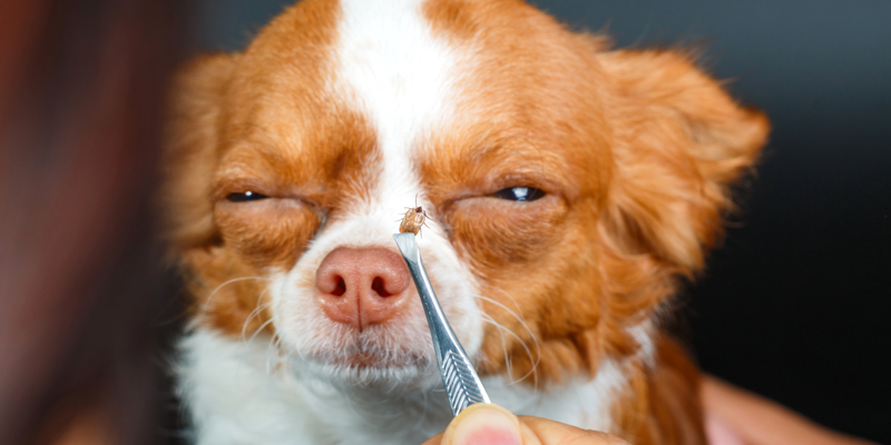 Come togliere le zecche al cane e le pulci in modo sicuro - 1
