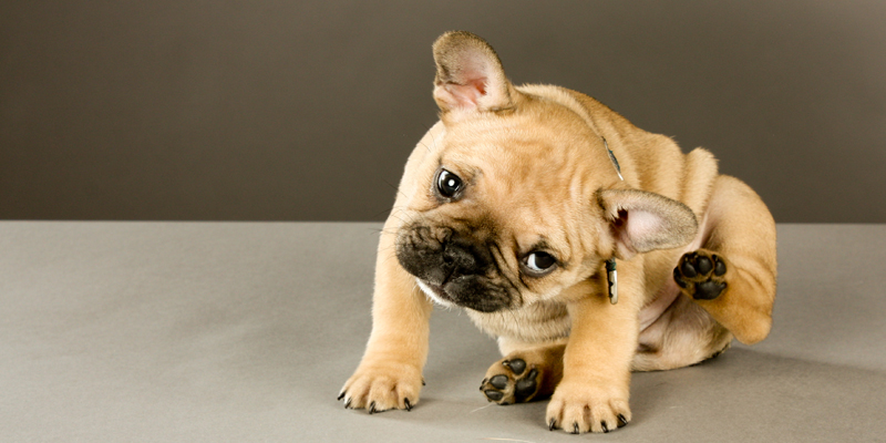 Come togliere le zecche al cane e le pulci in modo sicuro