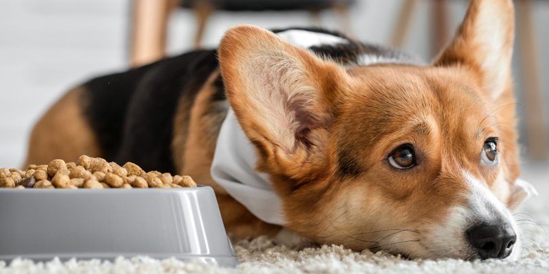 Lista nera crocchette per cani: quali è meglio evitare