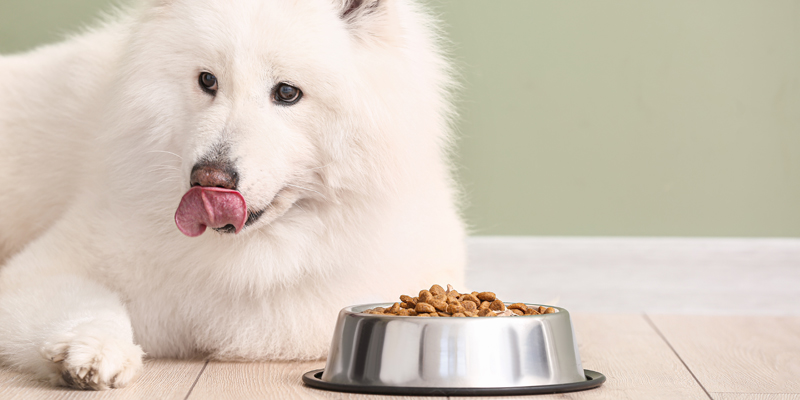 Migliori crocchette per cani: come scegliere quelle giuste