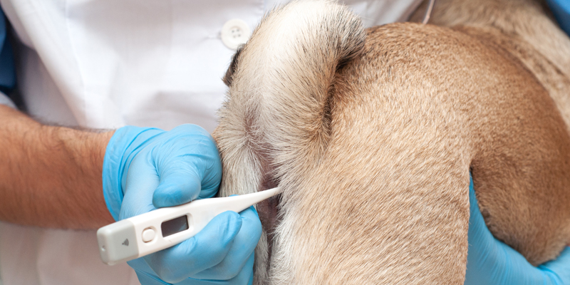 Febbre cane: sintomi da tenere d'occhio e come curarla - 1