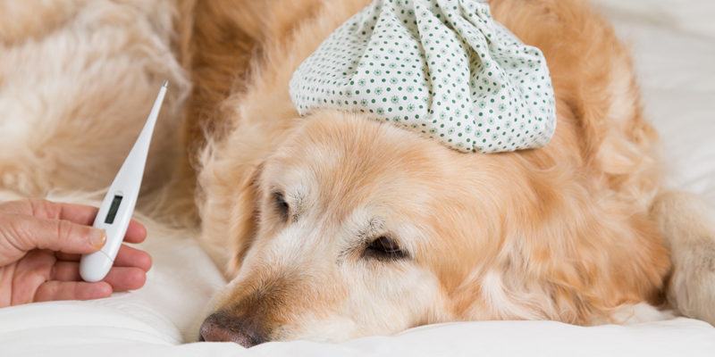 Febbre cane: sintomi da tenere d'occhio e come curarla