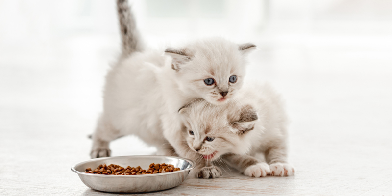 Miglior cibo per gatti: come scegliere cibo umido e secco