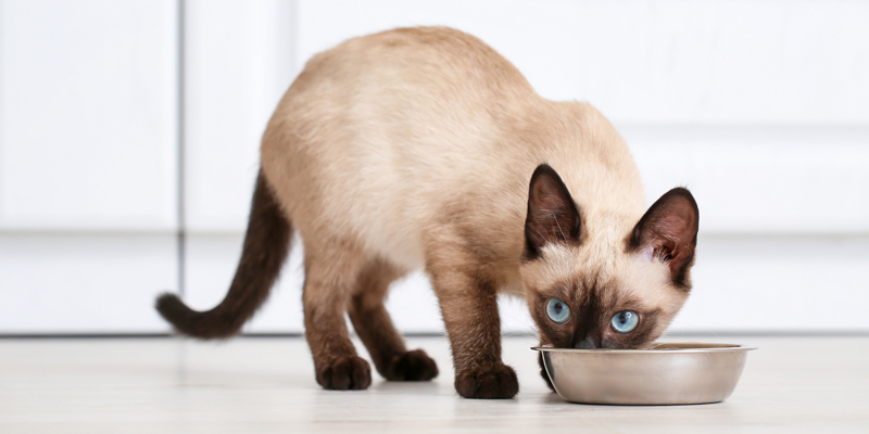 Quanto deve mangiare un gatto: come capire dosi e frequenza