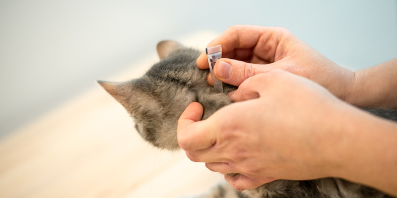 Zecche e pulci gatto come riconoscerle e come rimuoverle - 1