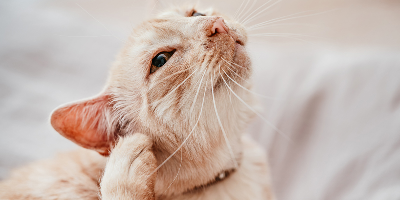 Zecche e pulci gatto come riconoscerle e come rimuoverle