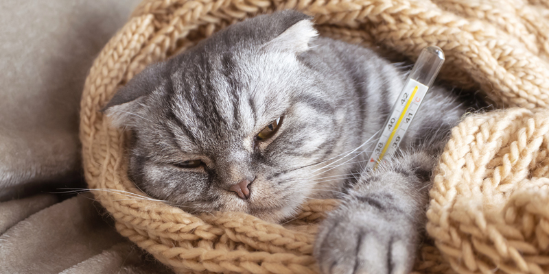Come capire se il gatto ha la febbre: sintomi e rimedi