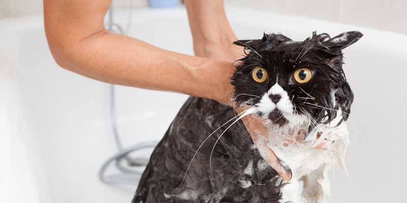 Come lavare un gatto: quando e come farlo correttamente - 1