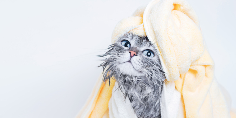 Come lavare un gatto: quando e come farlo correttamente