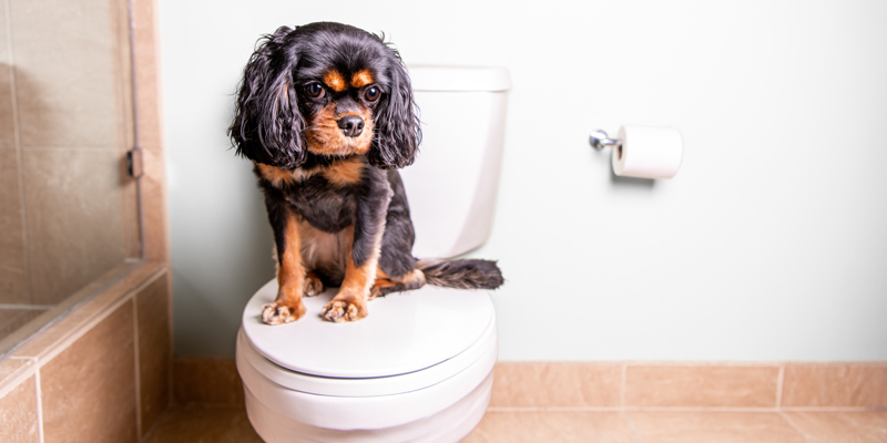 Cosa dare al cane con diarrea: rimedi e cause