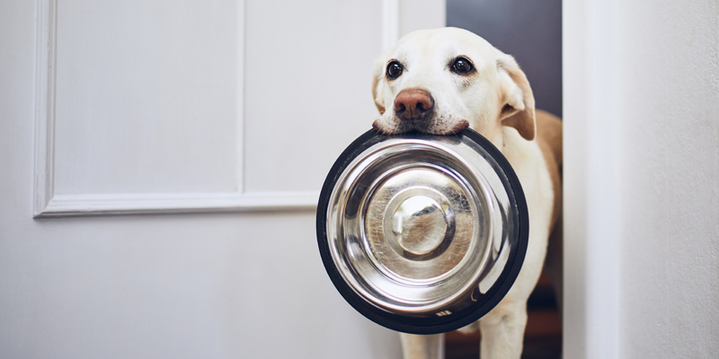Quante volte al giorno deve mangiare un cane: dritte e consigli - 1