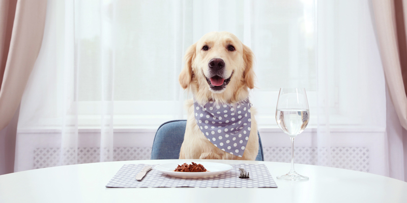 Quante volte al giorno deve mangiare un cane: dritte e consigli