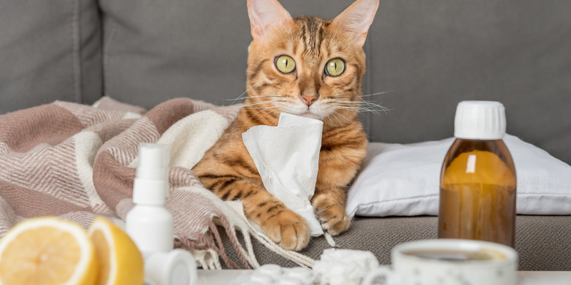 Come capire se il gatto ha la febbre: sintomi e rimedi - 1