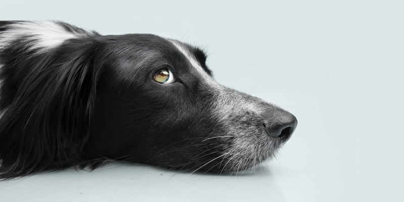 Cosa dare al cane quando vomita? Cause e rimedi per il vomito cani - 1