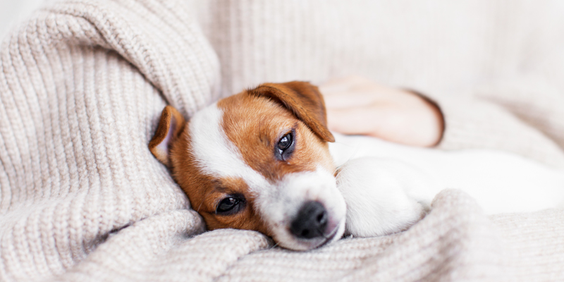 Cosa dare al cane quando vomita? Cause e rimedi per il vomito cani