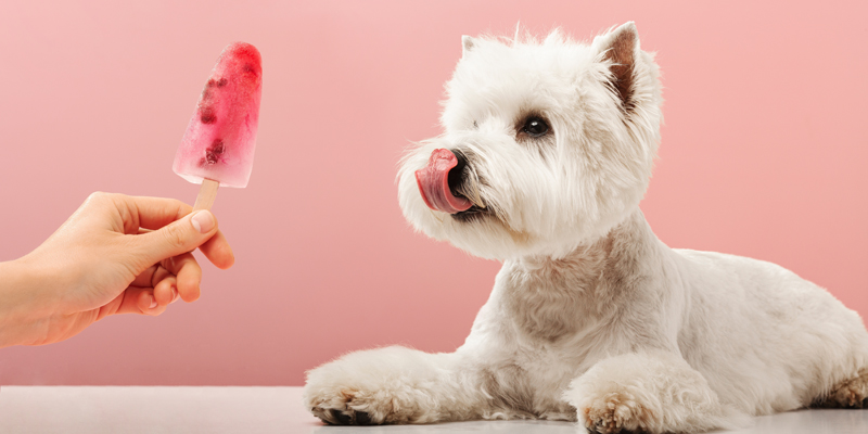 Cosa dare da mangiare al cane: guida all'alimentazione ideale