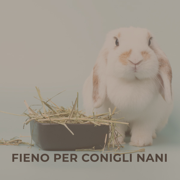 Fieno per conigli nani