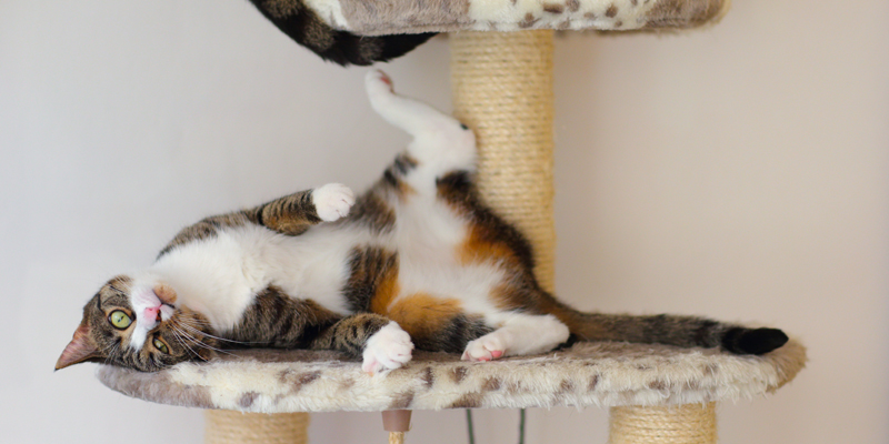 Ti sei mai chiesto l'erba gatta a cosa serve e che effetto ha sui gatti?
