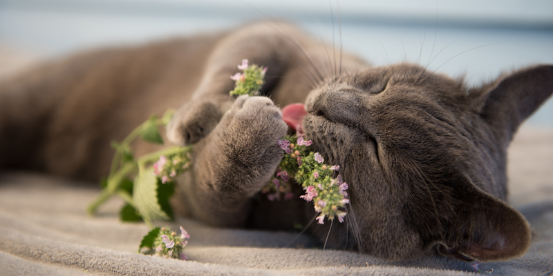 Ti sei mai chiesto l'erba gatta a cosa serve e che effetto ha sui gatti?