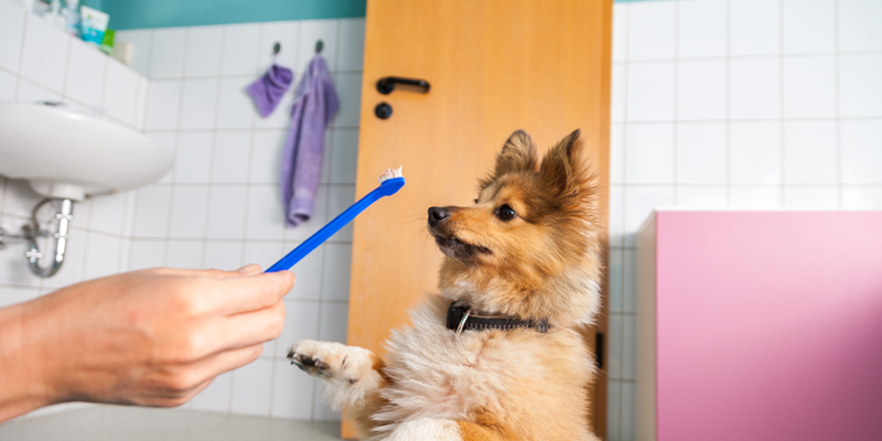 Come lavare i denti al cane senza stress o pericoli - 1