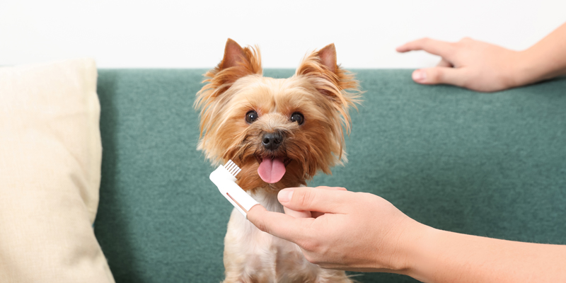 Come lavare i denti al cane senza stress o pericoli