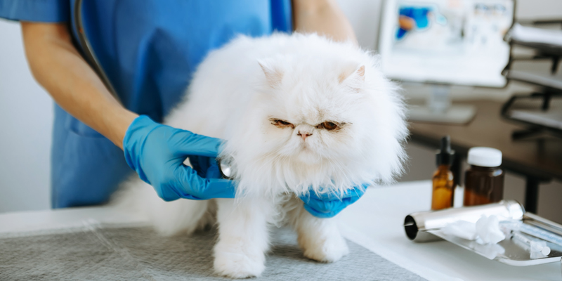 Diarrea gatto, cosa fare e quali sono le cause - 1