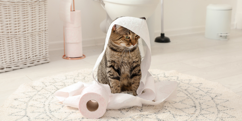 Diarrea gatto, cosa fare e quali sono le cause