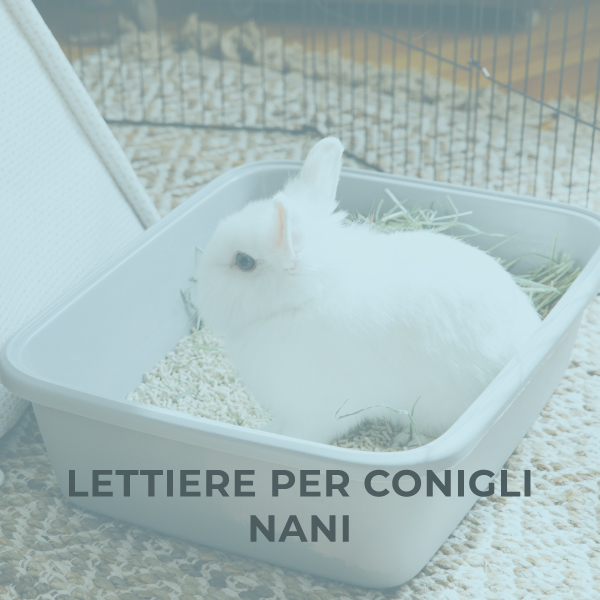 Lettiere per conigli nani
