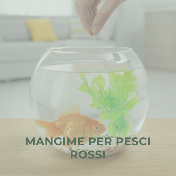 Mangime per pesci rossi