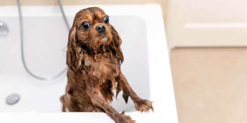 Ogni quanto lavare il cane e come farlo? - 1