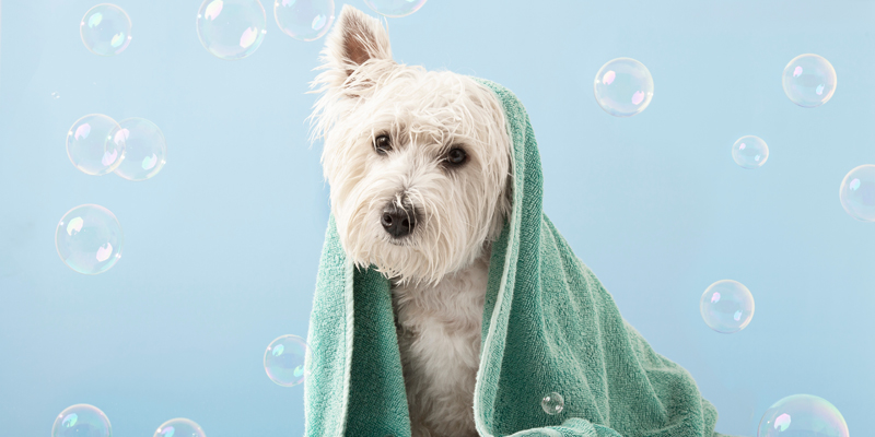 Ogni quanto lavare il cane e come farlo?