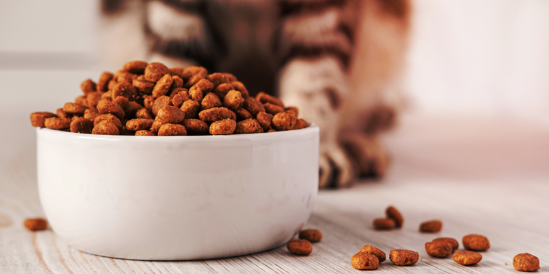 Qual è il miglior cibo per gatti sterilizzati? - 1