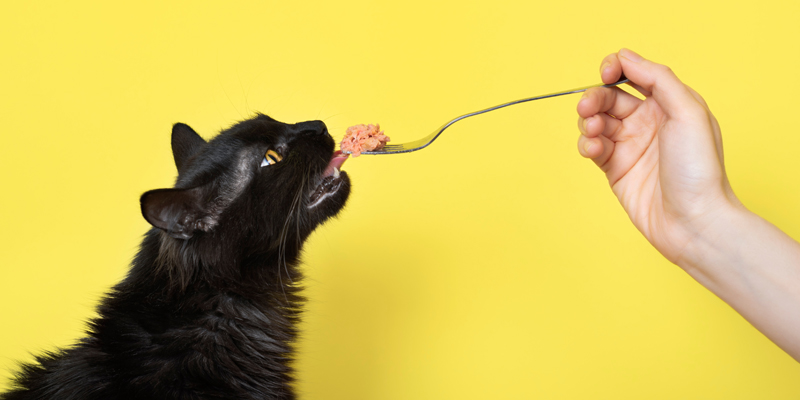 Qual è il miglior cibo per gatti sterilizzati?