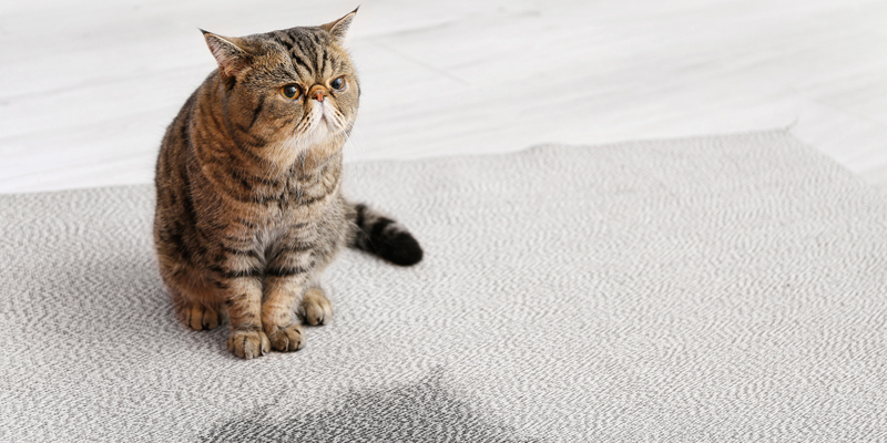 Come eliminare odore pipi gatto in modo efficace?