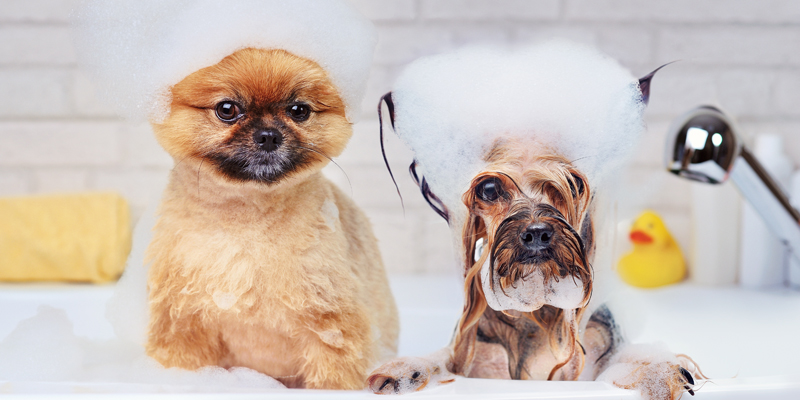 Come lavare il cane in casa da soli
