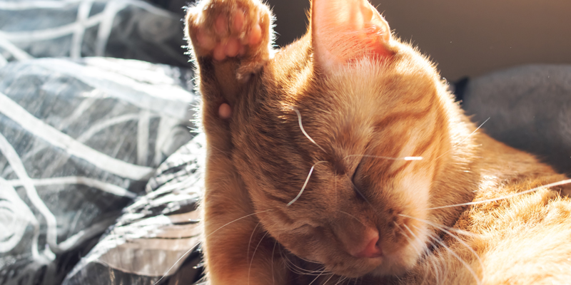 Come pulire le orecchie del gatto senza creare danni?