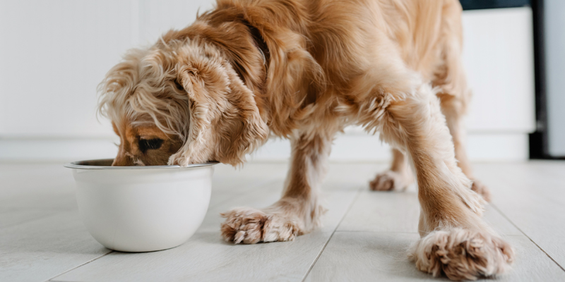 Cosa sono e come scegliere le crocchette monoproteiche cane - 1