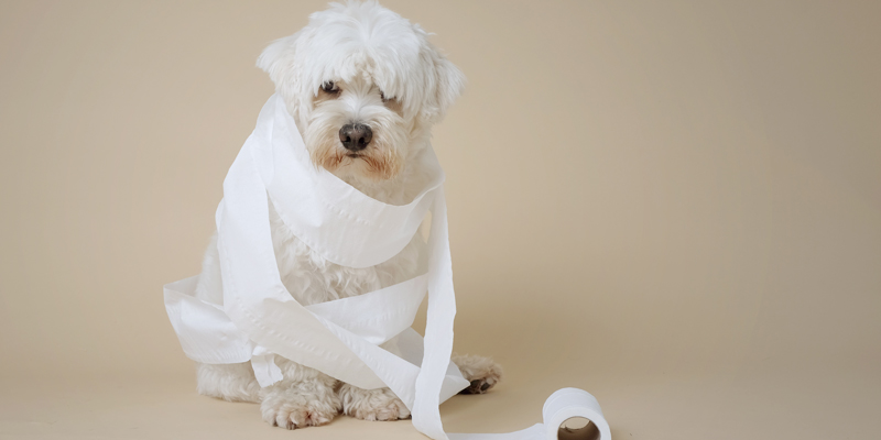 Quali crocchette per cani con gastrite usare se il cane ha problemi di stomaco