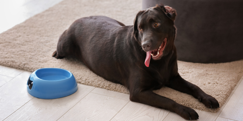 Perché il mio cane non mangia crocchette? Cause e soluzioni efficaci