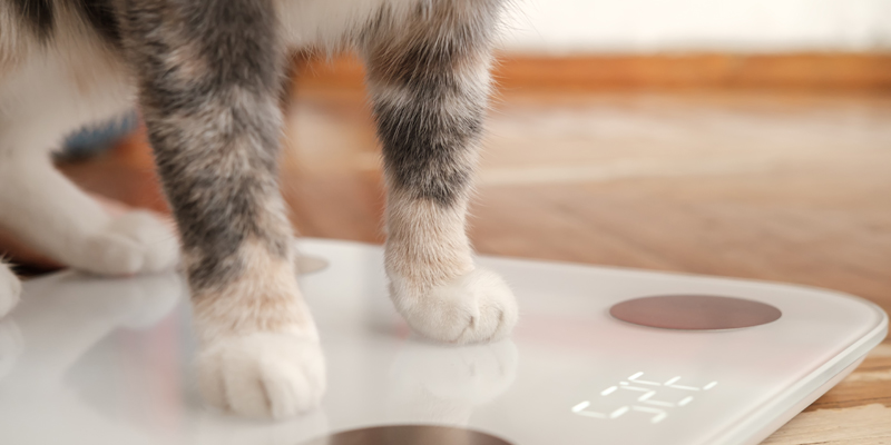 Come far dimagrire un gatto in sovrappeso? Dieta e consigli - 1