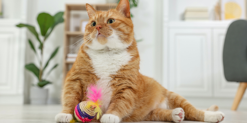 Come far dimagrire un gatto in sovrappeso? Dieta e consigli per il gatto grasso
