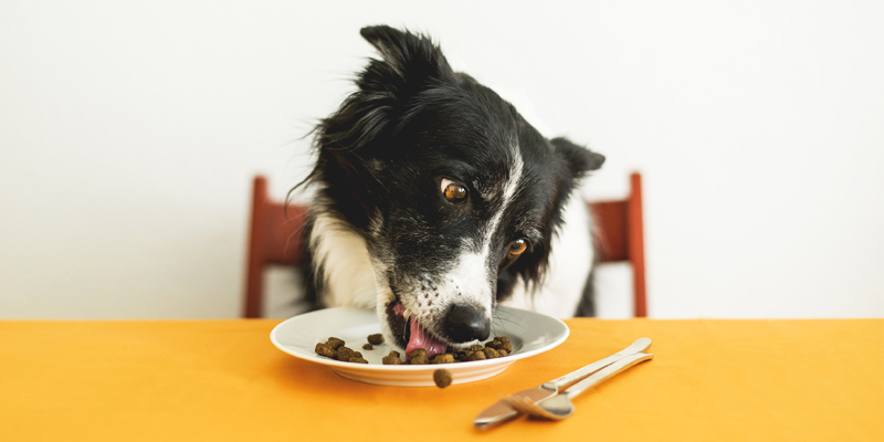 Cosa non possono mangiare i cani? Tutti gli alimenti vietati - 1