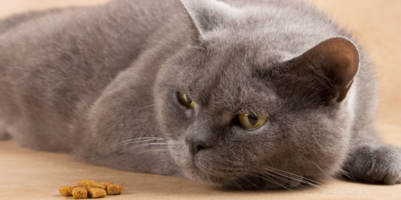 Come scegliere il giusto cibo se il gatto non mangia, per stimolare l'appetito