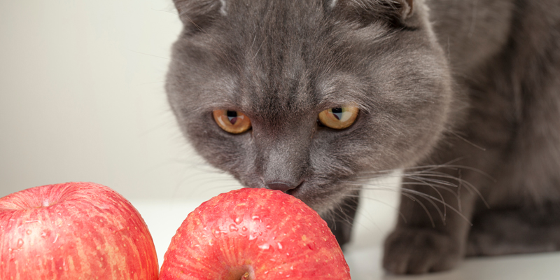 Che frutta può mangiare il gatto? Quali sono i gusti consentiti - 1