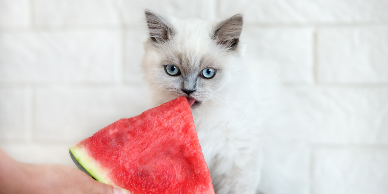 Che frutta può mangiare il gatto? I gusti consentiti